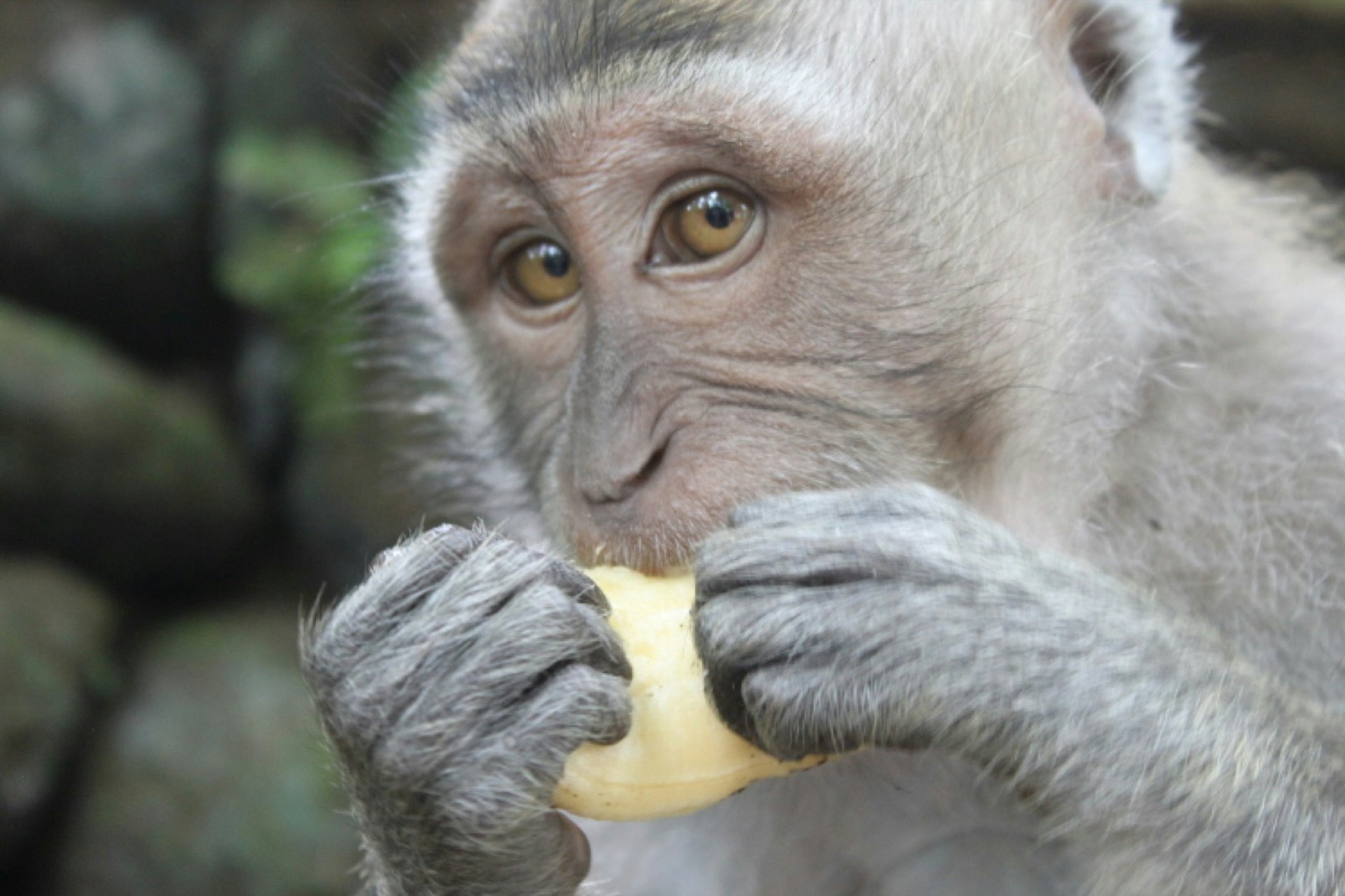 A light gray monkey eats a piece of fruit in Bali. 