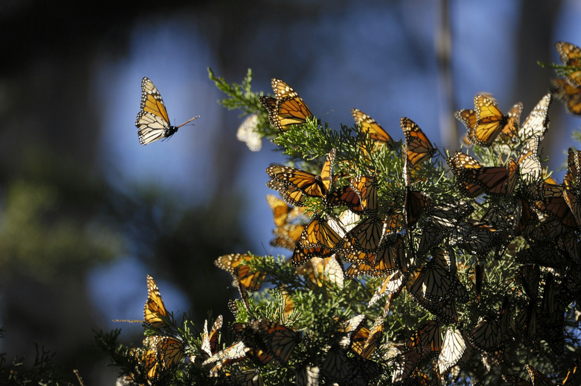 Monarch butterflies on a tree