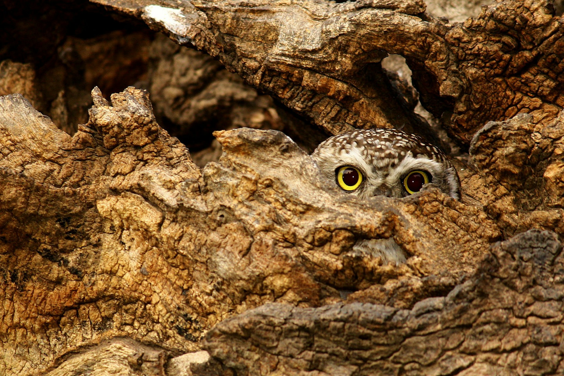 An owl peeping from a hole in a tree