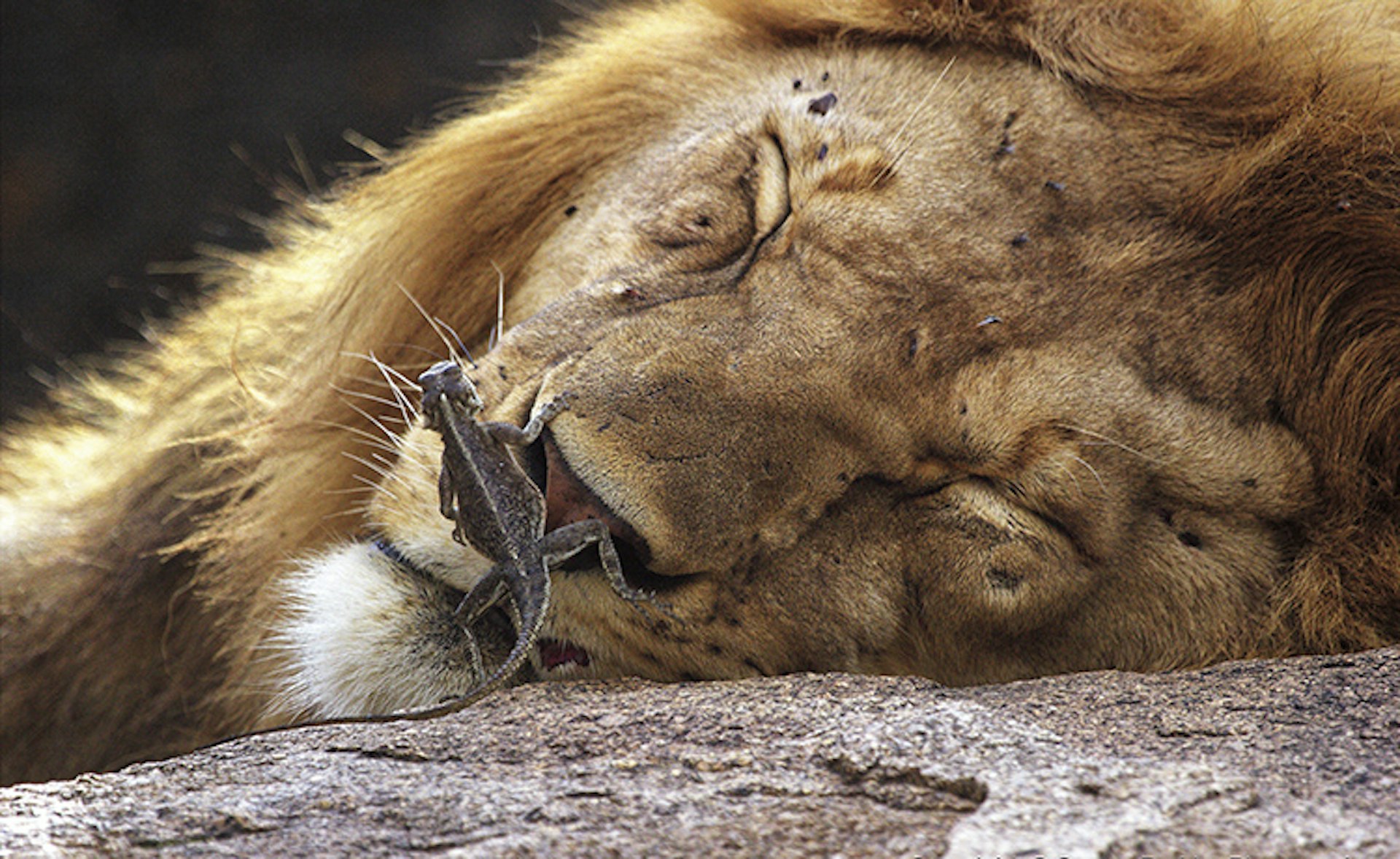 Lion asleep with lizard on nose.