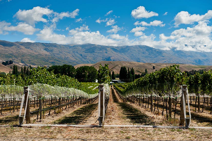 New Zealand's Gibbston Valley