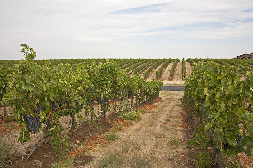 Rows of vines near Walla Walla, Columbia Valley, USA