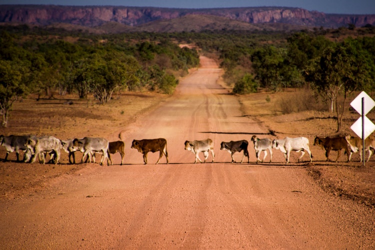 cows-crossing_750