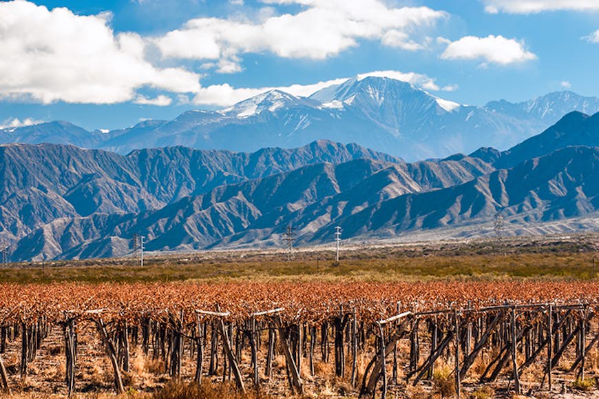 A vineyard at the foot of Volcan Aconcagua, Mendoza, Argentina