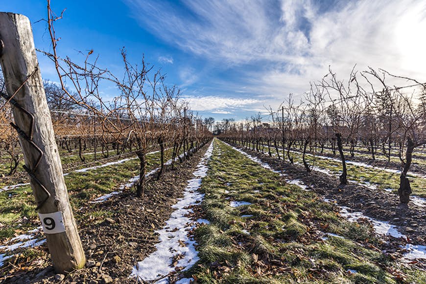 Grape vines in Canada's Niagara region