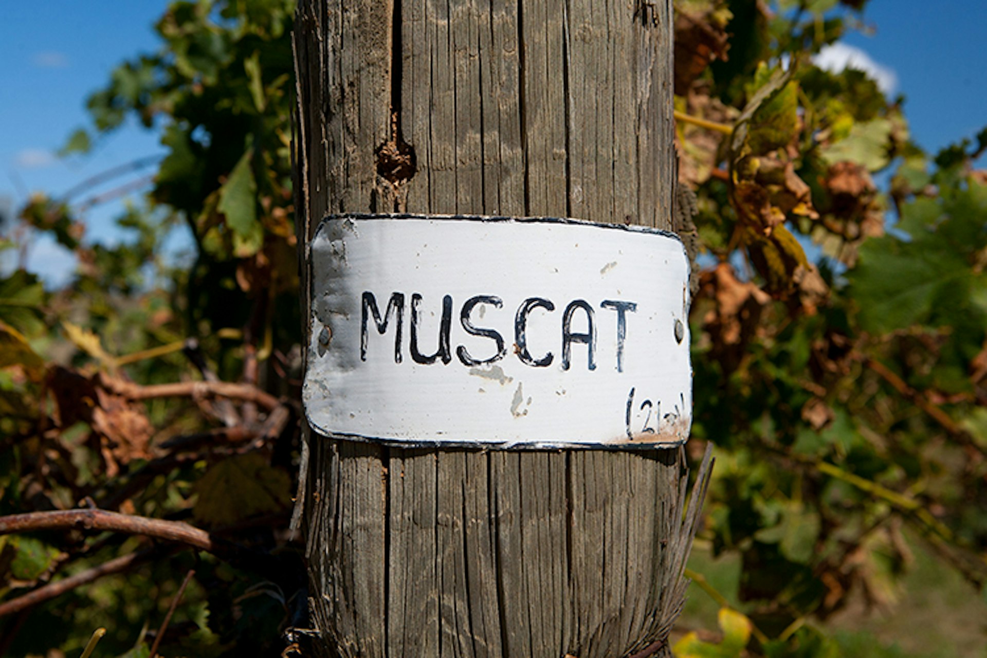 A sign for a Muscat winery in Rutherglen, Victoria, Australia