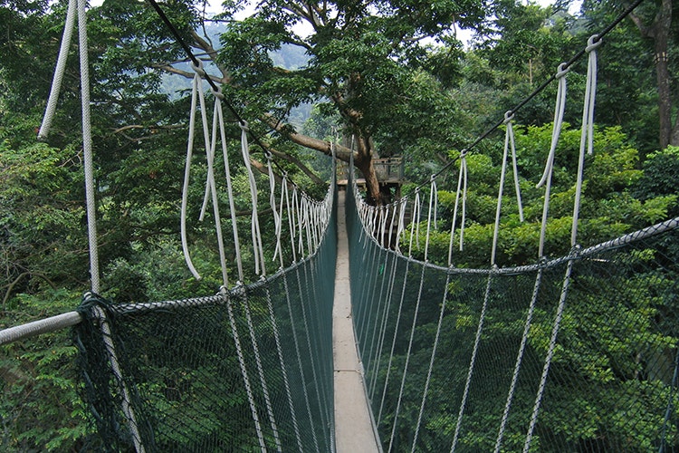 Canopy walkway, Forest Research Institute of Malaysia, Kuala Lumpur
