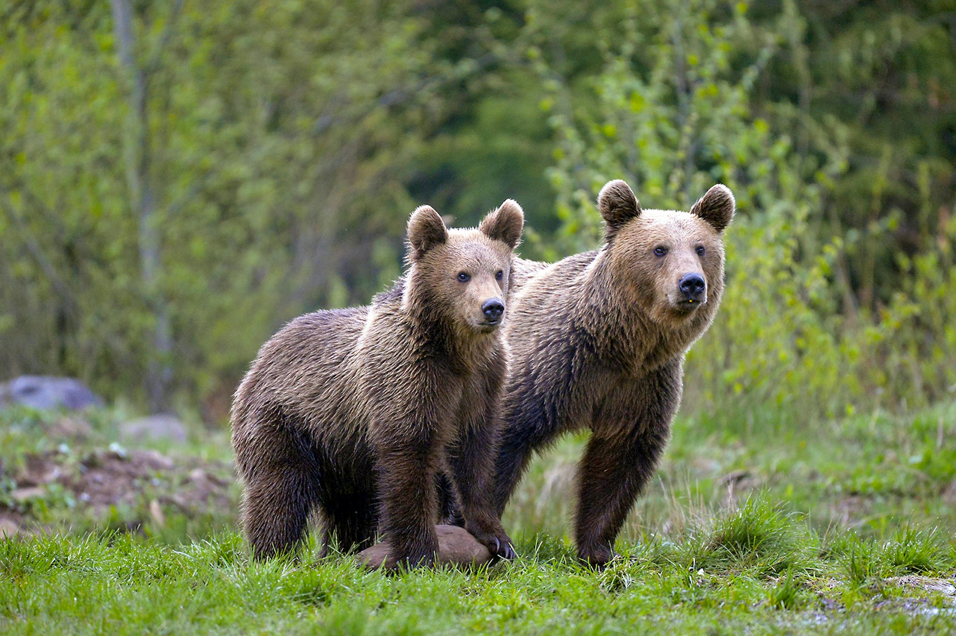 Two bears stand side by side in a forest clearing. Transylvania, Romania.