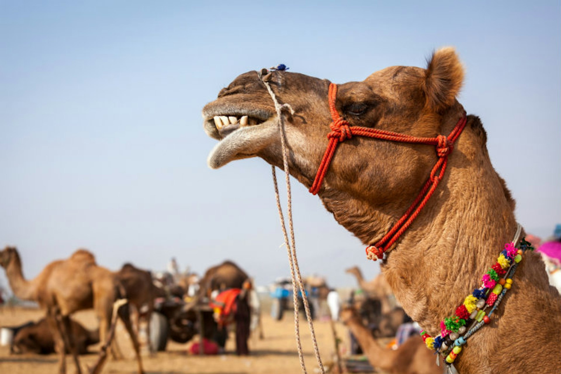Camel at Pushkar camel fair, Rajasthan, India.