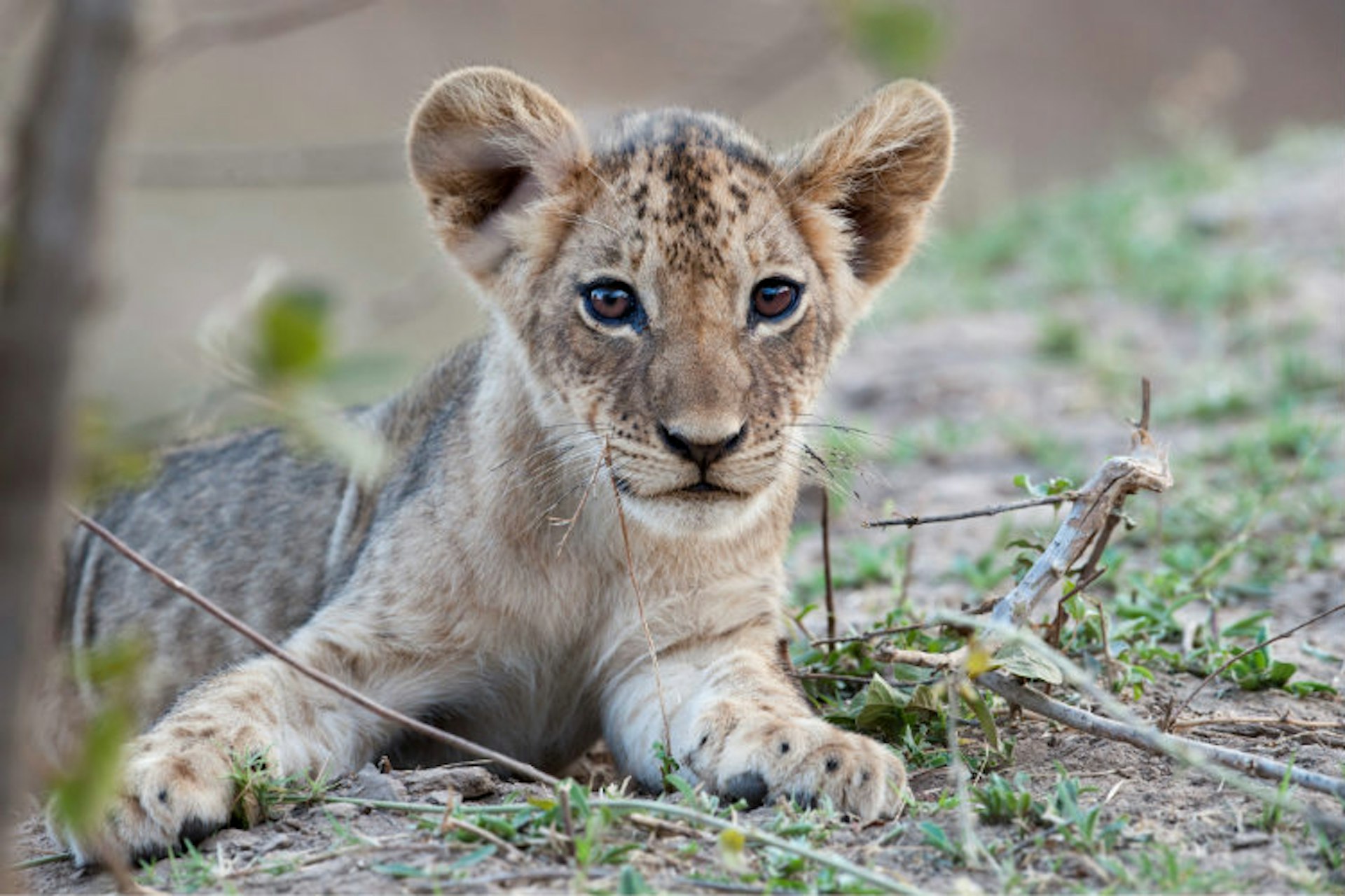 African lion cub in South Luangwa National Park, Zambia.