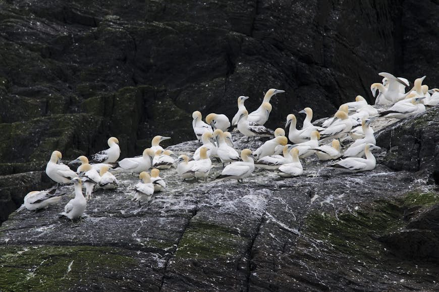 Gannets nesting on Little Skellig © Andreas Juergensmeier / Shutterstock
