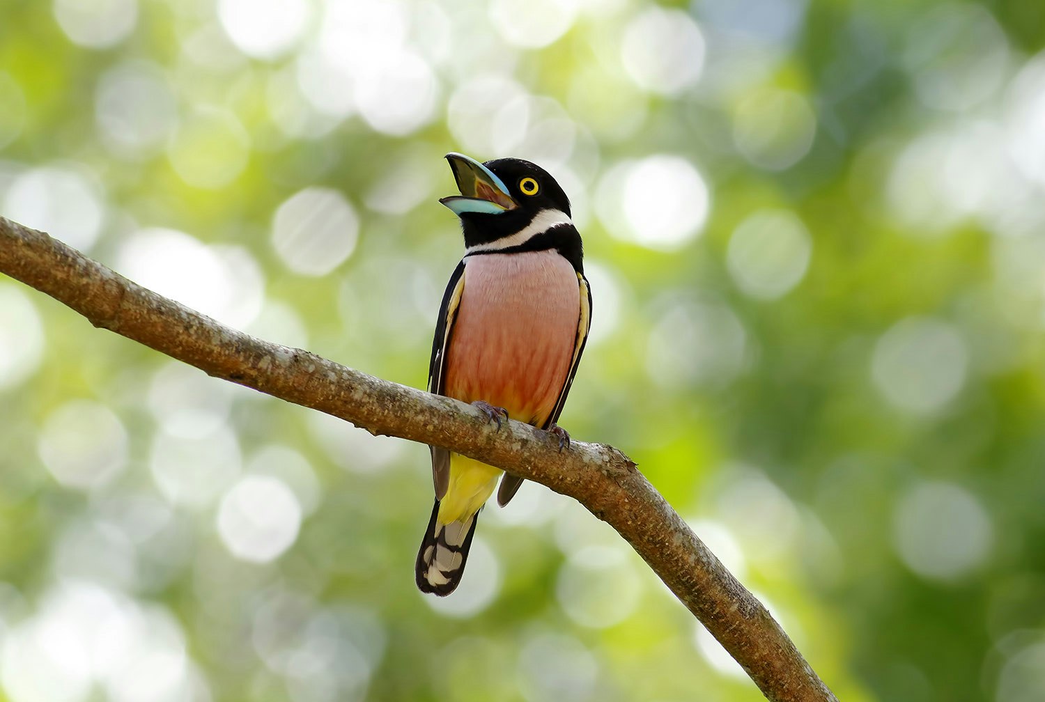 A black and yellow broadbill bird, brightly coloured in orange and yellow feather and a blue beak, sings from a narrow tree branch
