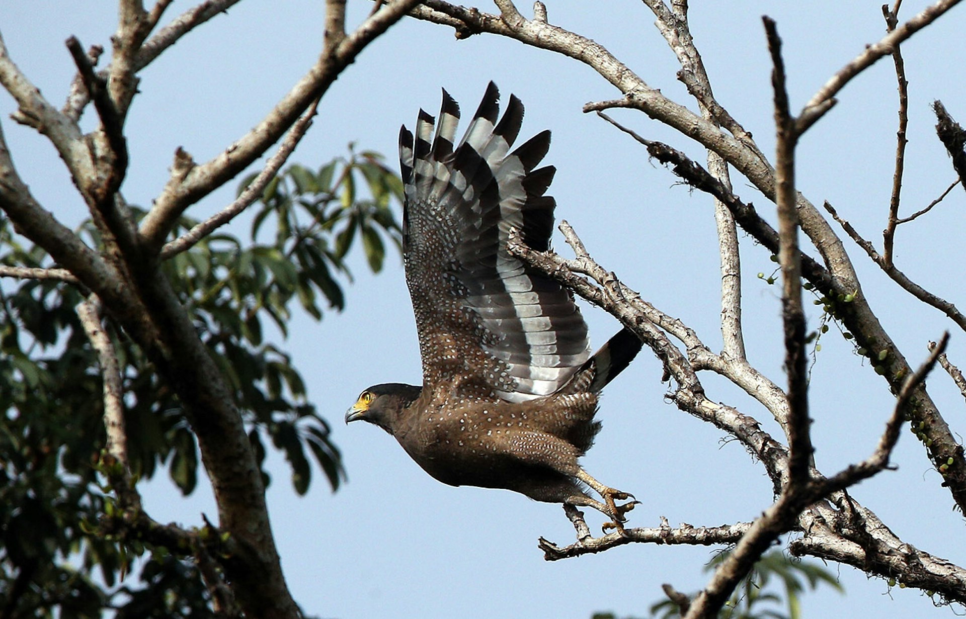A crested serpent eagle preparing to soar off the branch of a tree in Malaysia