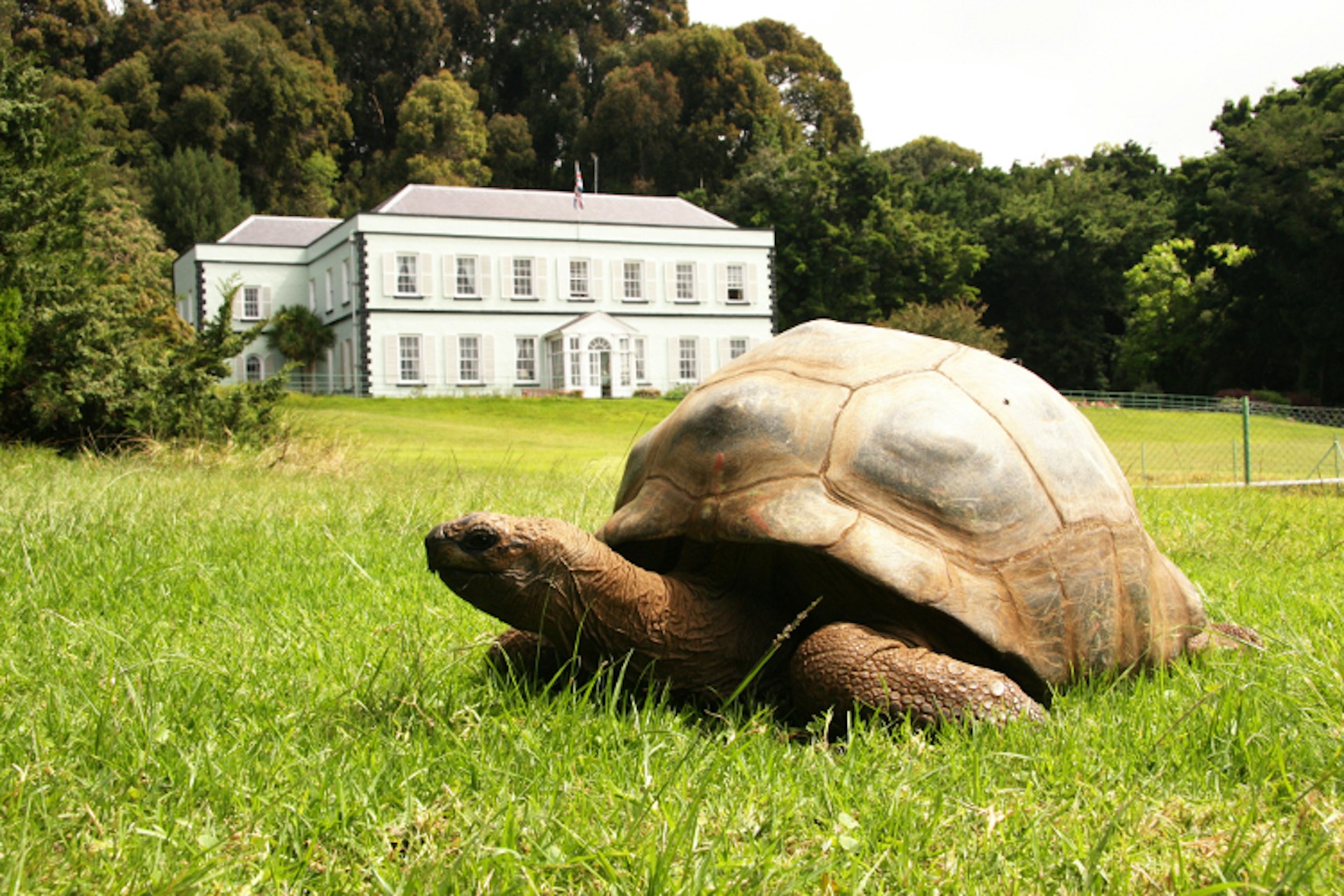 Jonathan, the more than 180-year-old tortoise, and Plantation House. Image by Darrin Henry / Getty Images