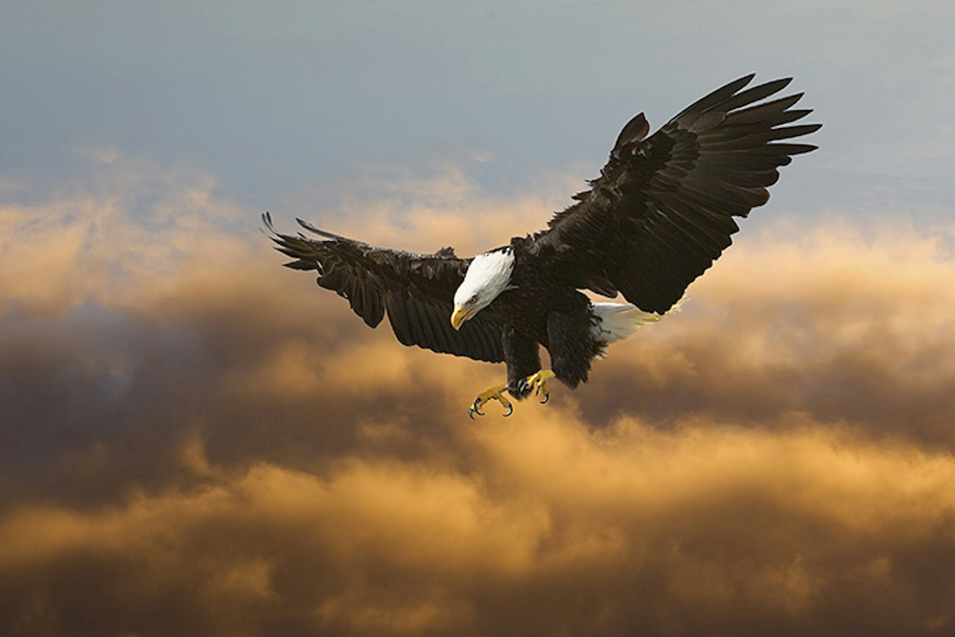 Bald eagle in flight. 