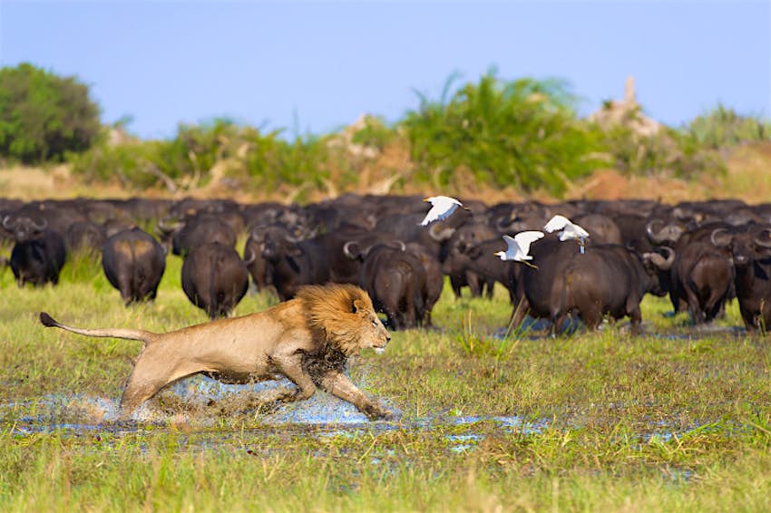 Lion on the hunt of buffalo in the Okavango Delta, Botswana. Image by Brendon Cremer / NIS / Getty Images 