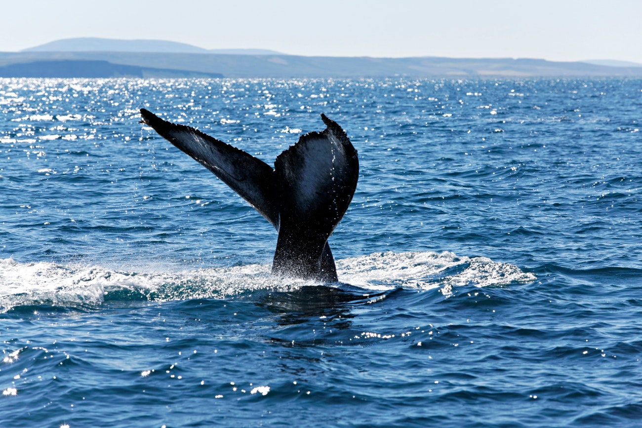 A humpback whale, Iceland. Image by Ullstein Bild / Getty