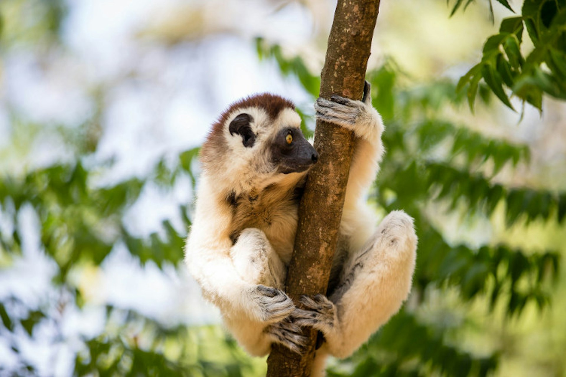 A Verreaux's sifaka lemur keeps a beady watch in the Berenty Reserve, Madagascar. Image by nomis-simon / CC BY 2.0