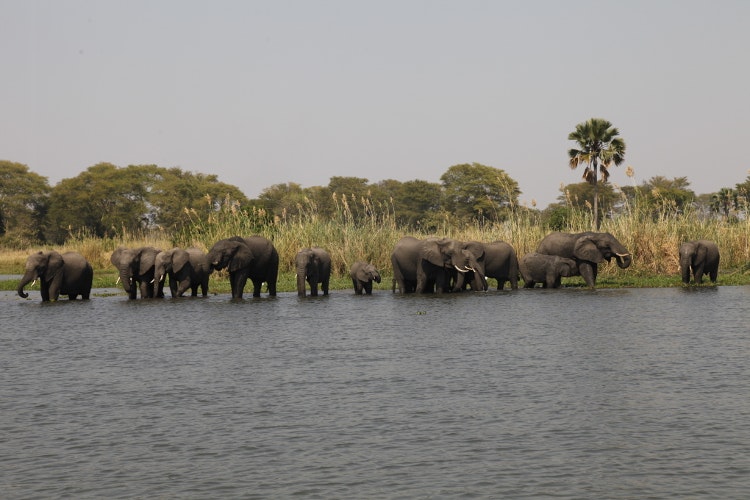 Elephants at Liwonde National Park, Malawi. Image by Nick Ray / Lonely Planet