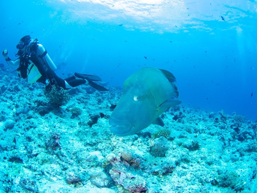Diver with a wrasse, Palau