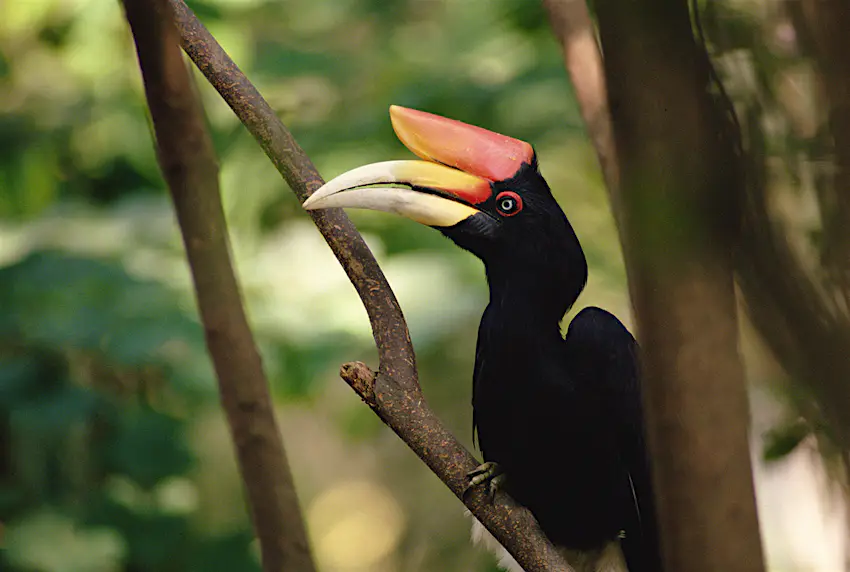 Birdwatching In Malaysia An Essential Guide Lonely Planet