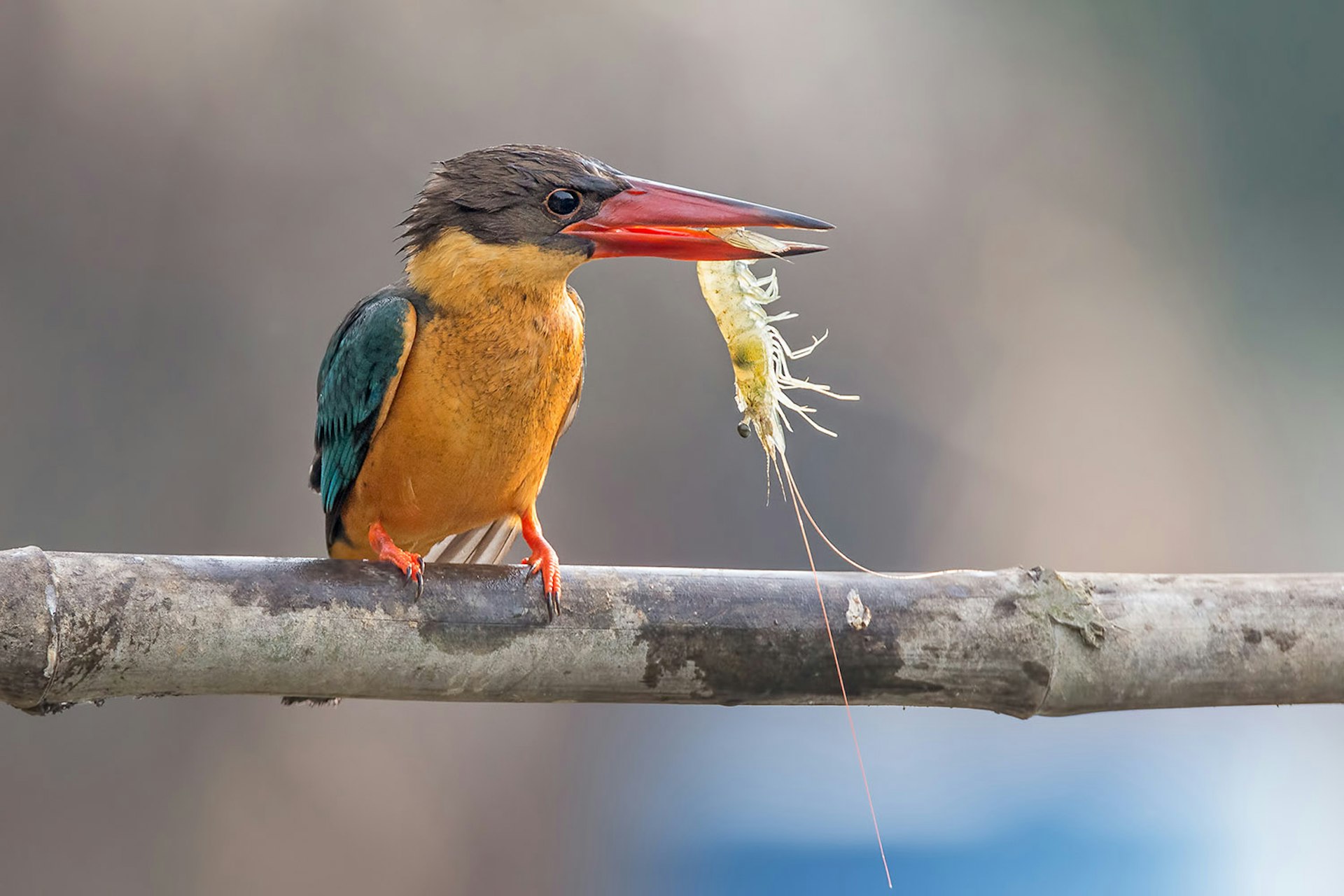 A kingfisher with orange and green feathers holds a shrimp in its beak