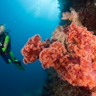 Scuba diving around coral reefs in Namena Marine Reserve, Fiji. Image by Reinhard Dirscherl / ullstein bild / Getty Images