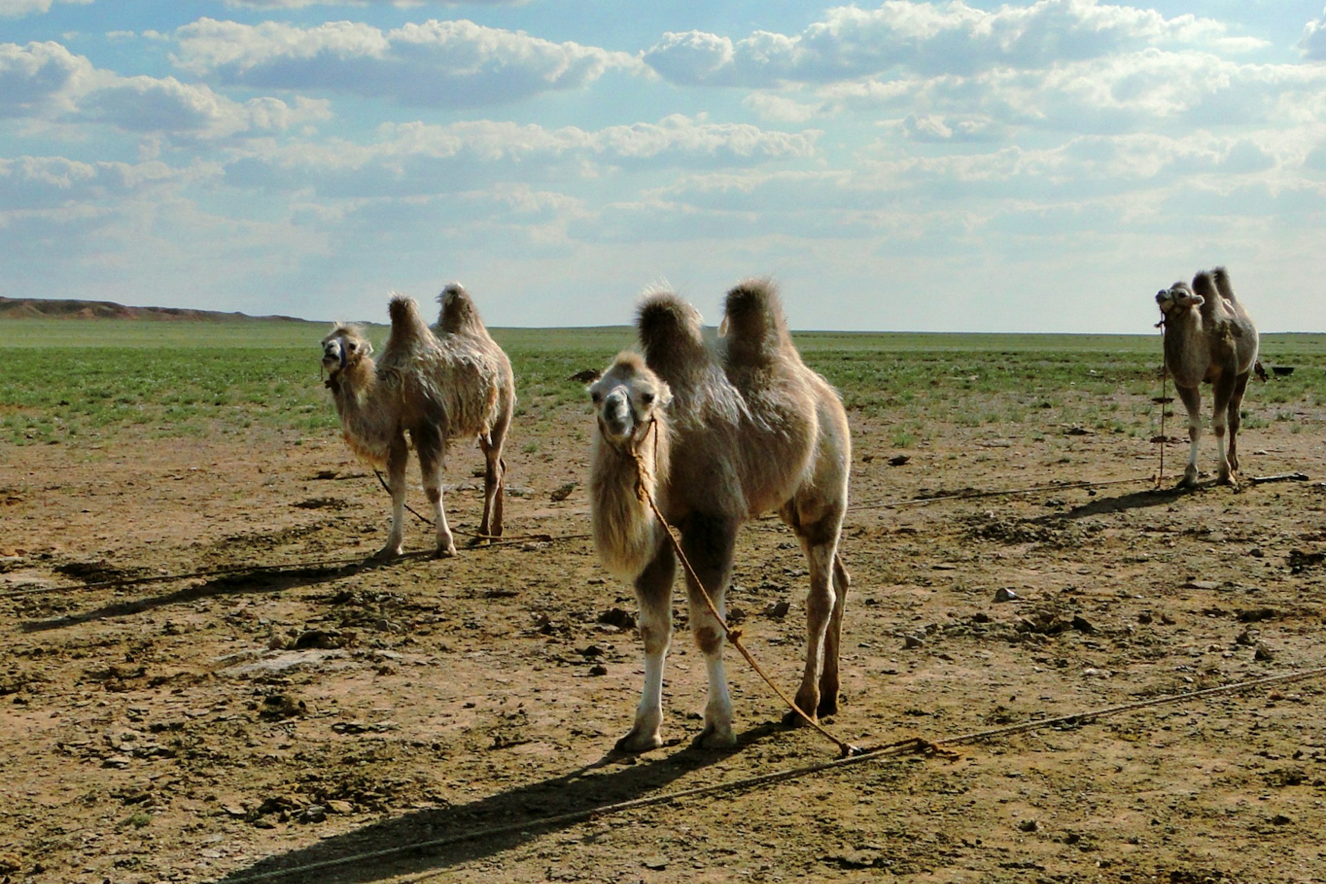 Camels are a vital resource in the Gobi, providing curd-cheese, an acquired taste. Image by Stephen Lioy / Lonely Planet