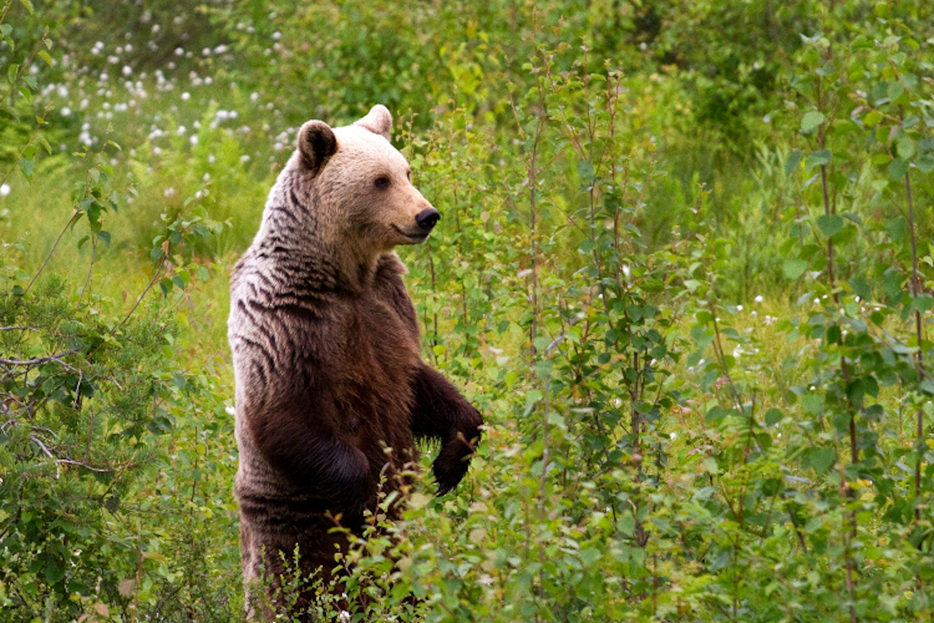 Big Standing Brown Bear On Mountain Top Animal / Wildlife / Nature