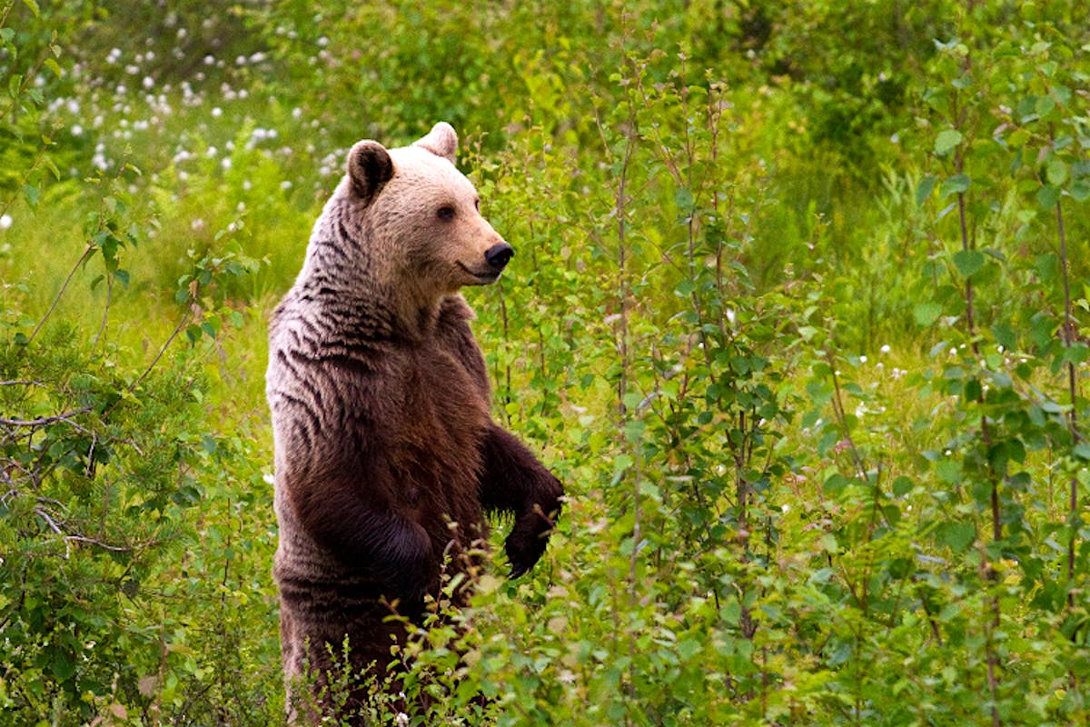 Finding Europe S Big Five Wildlife Watching In Eastern Finland
