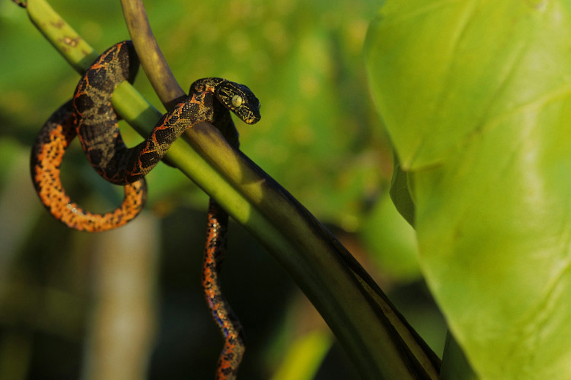 AMAZON, ECUADOR - 1993/01/01: Ecuador, Amazon Basin, Near Coca, Rain Forest, Rainbow Boa In Bush. (Photo by Wolfgang Kaehler/LightRocket via Getty Images)