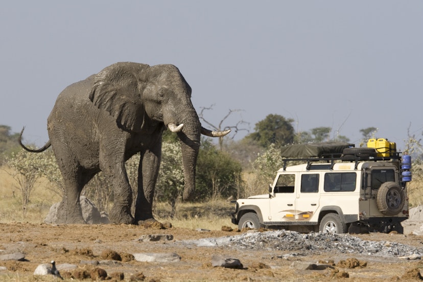 Features - Safari car near elephant in Botswana