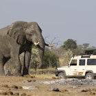 Features - Safari car near elephant in Botswana