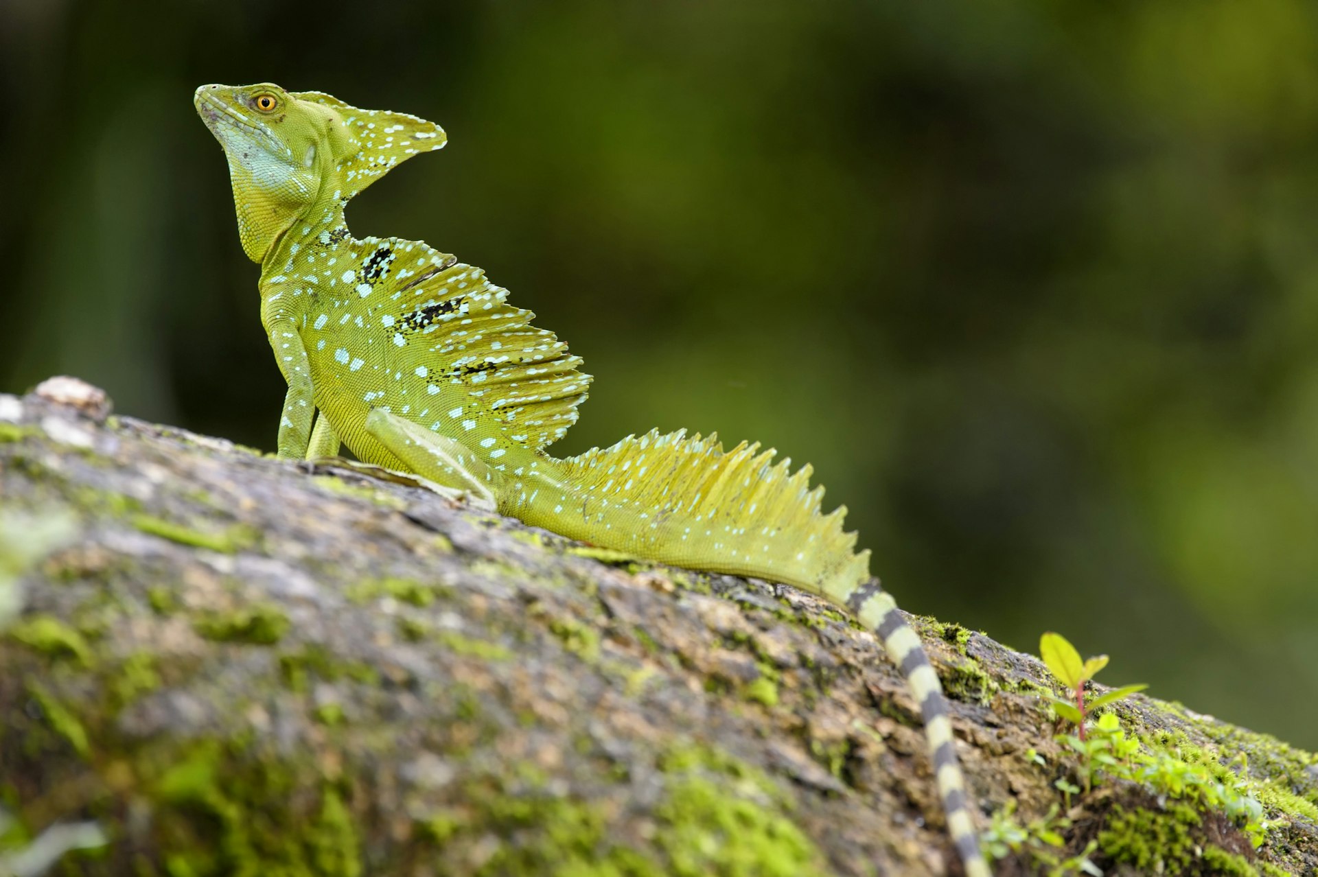 The Basilisk lizard, also locally known as the Jesus Christ lizard/ LightRocket / Getty Images