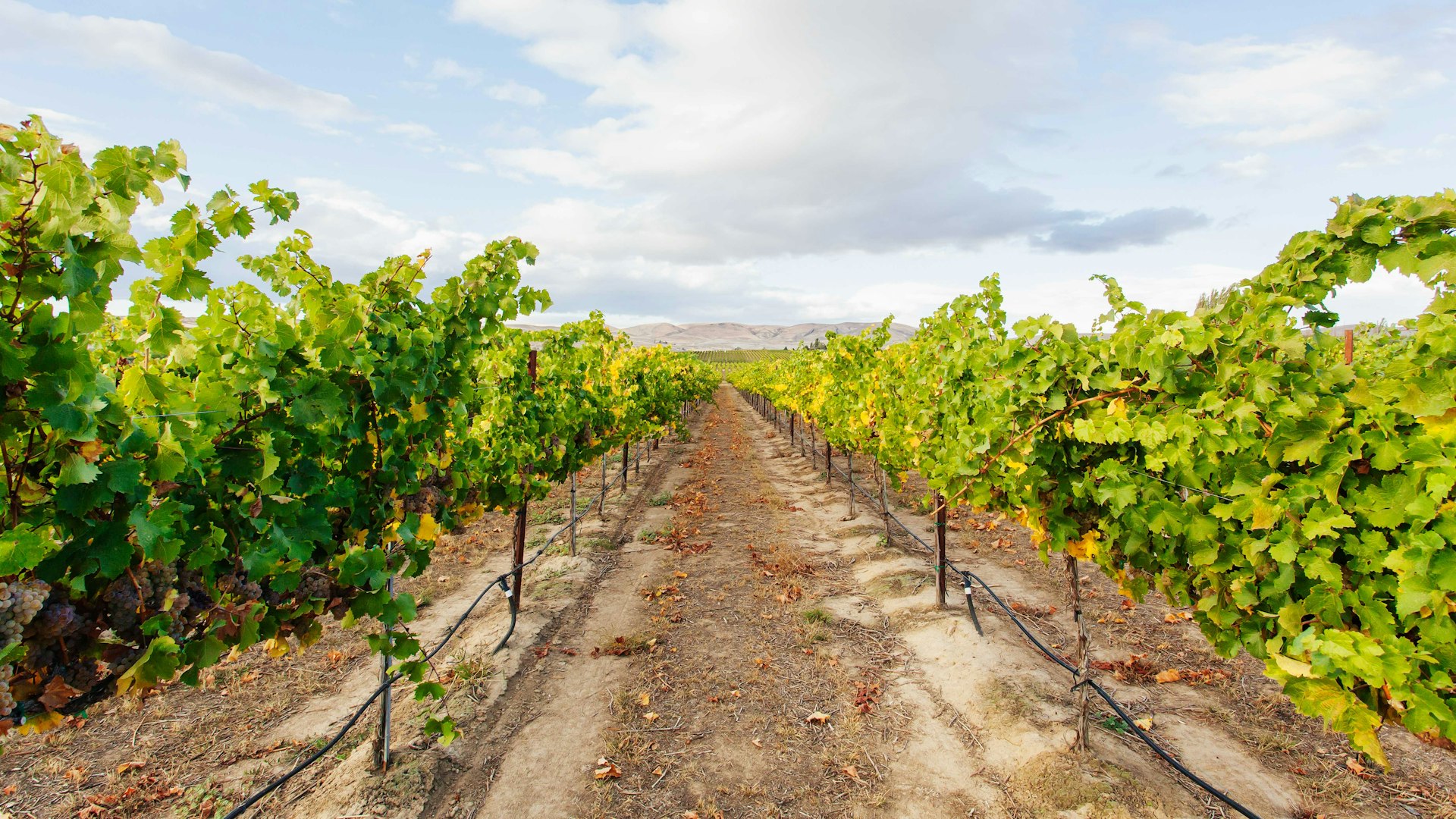 The fertile Yakima Valley is known for its wineries and vineyards. Image by Spaces Images / Getty