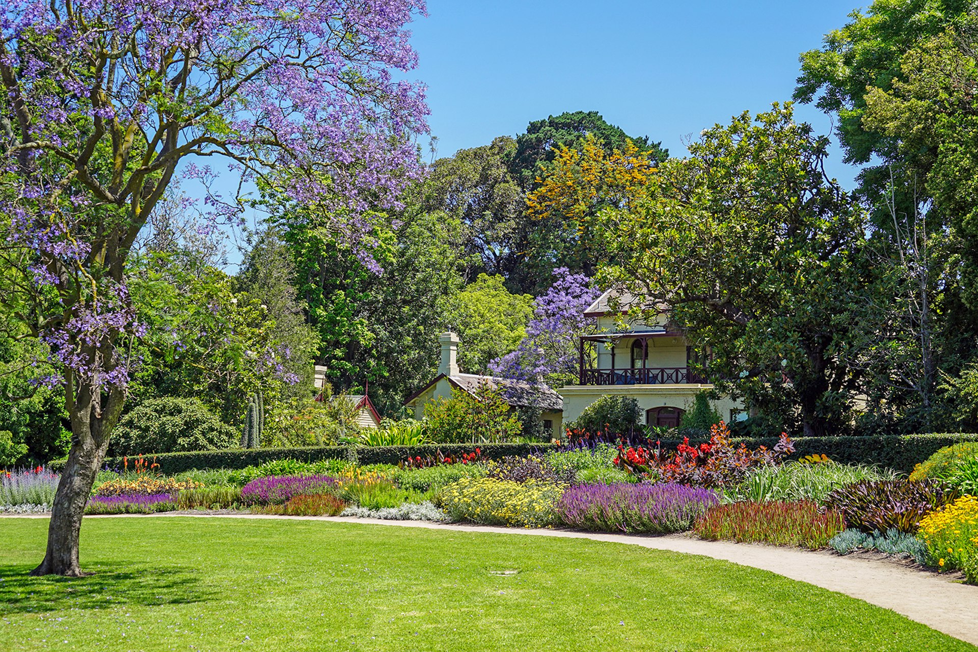 An image of a curated garden with flowering shrubs and a blooming tree in the Royal Botanic Gardens, Melbourne.
