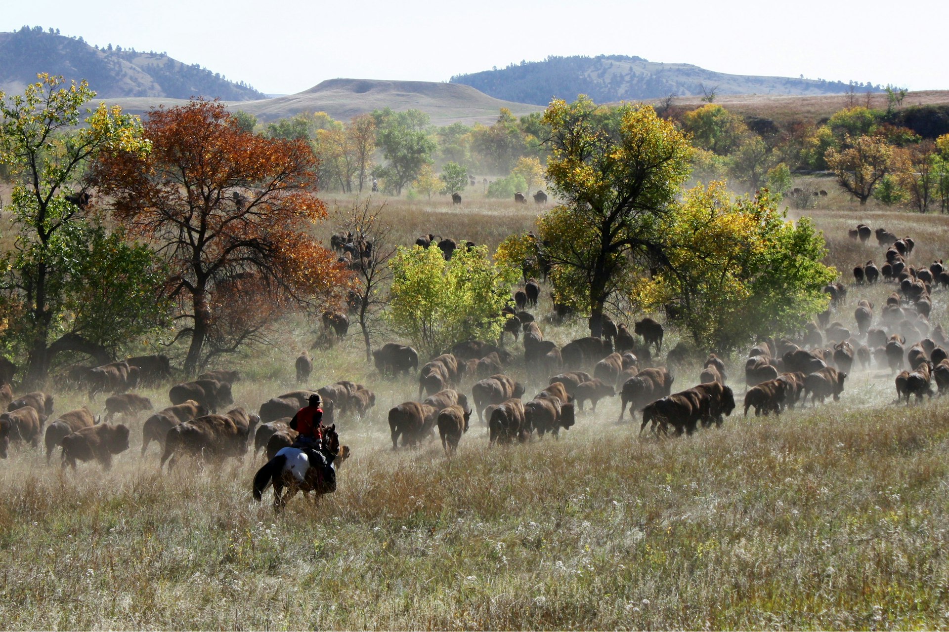 A cowboy drives a herd at the annual buffalo roundup at Custer State Park. Image by Alexander Howard / Lonely Planet