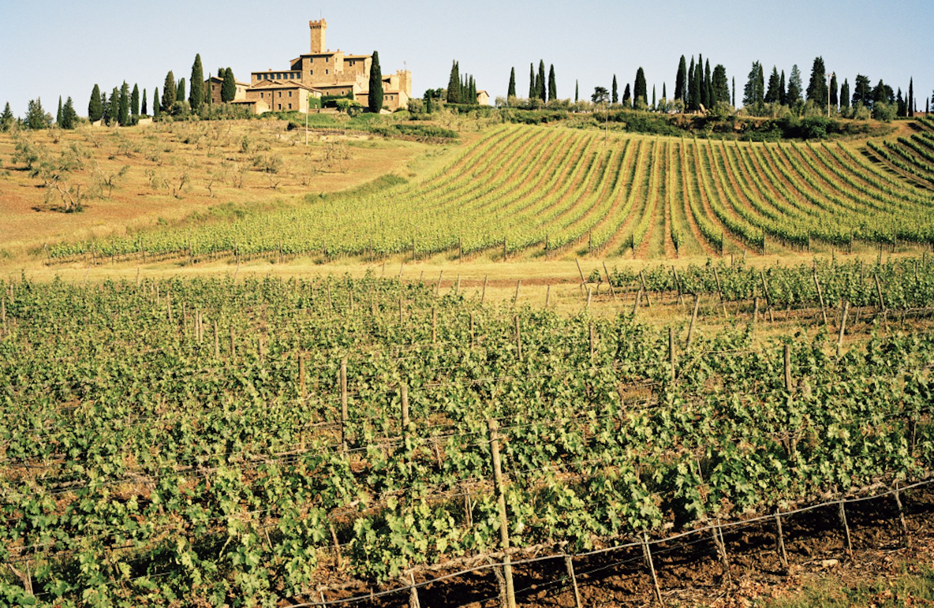 A sun-drenched vineyard in Montalcino, Tuscany.