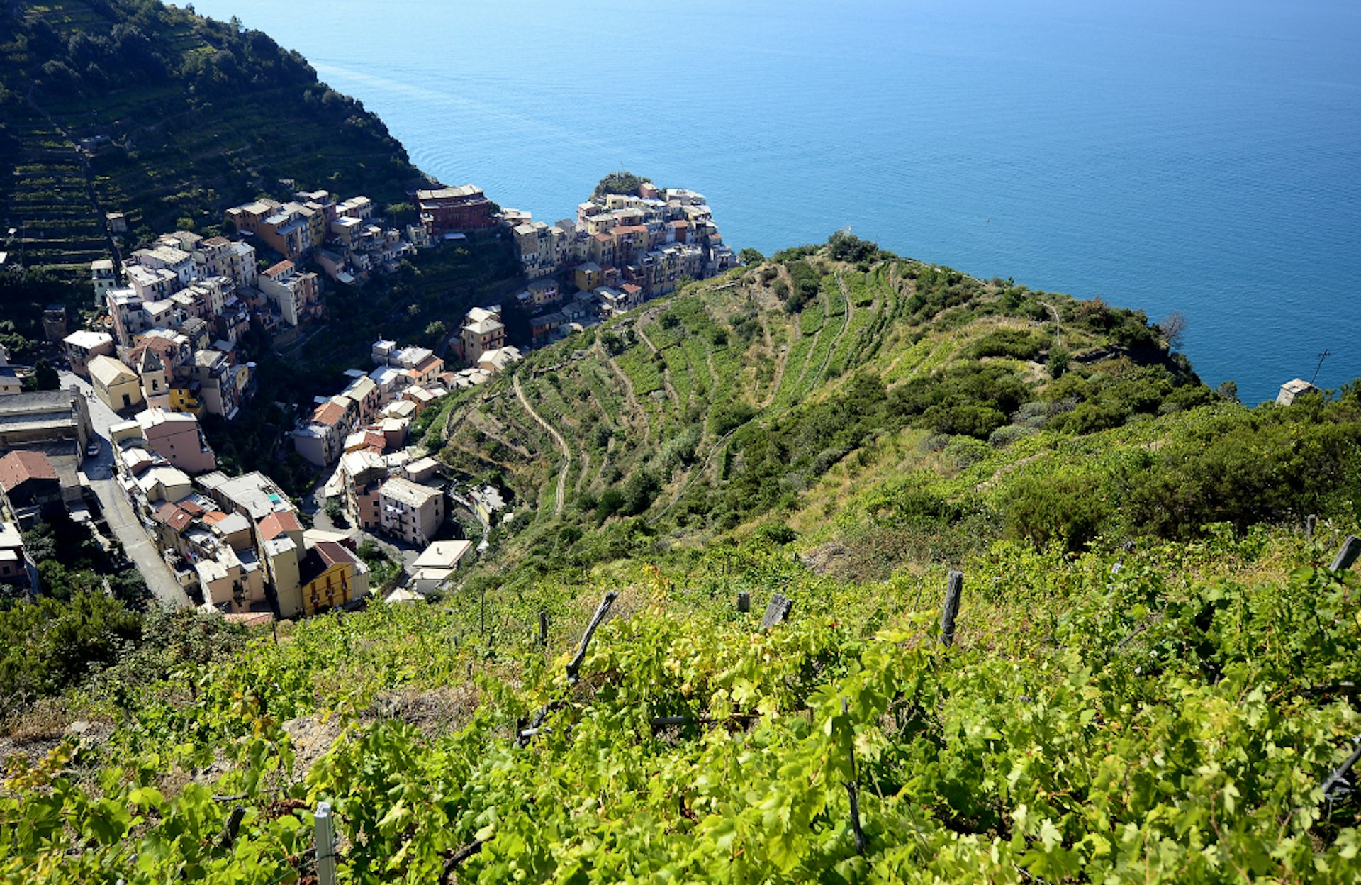 Grape vines growing on the precipitous hills above Manarola in the Cinque Terre.