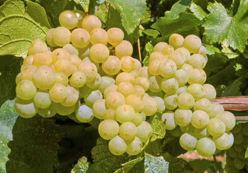 White grapes, ready to be harvested.