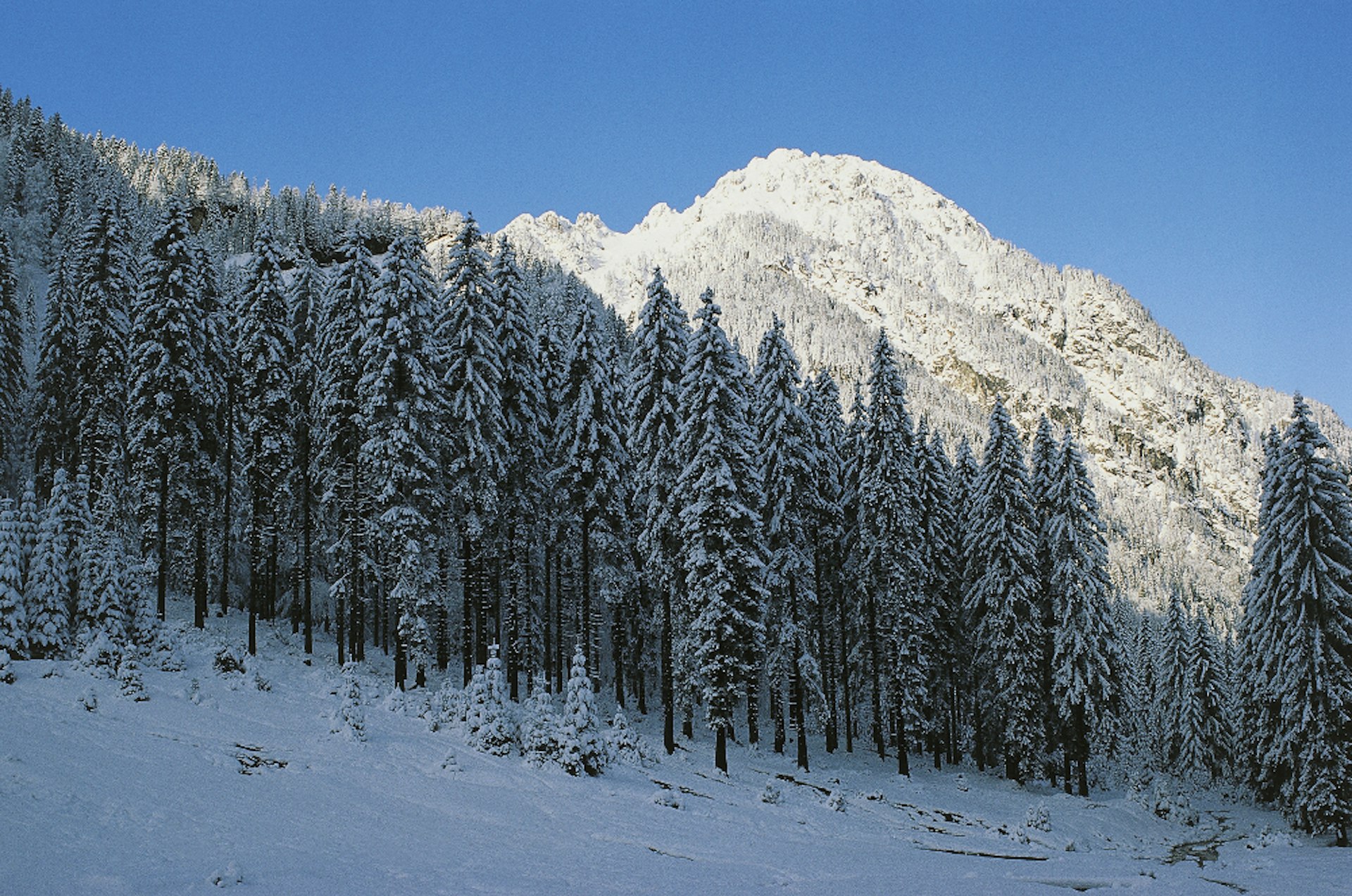 Wintery scenes in the Forest of Tarvisio. 