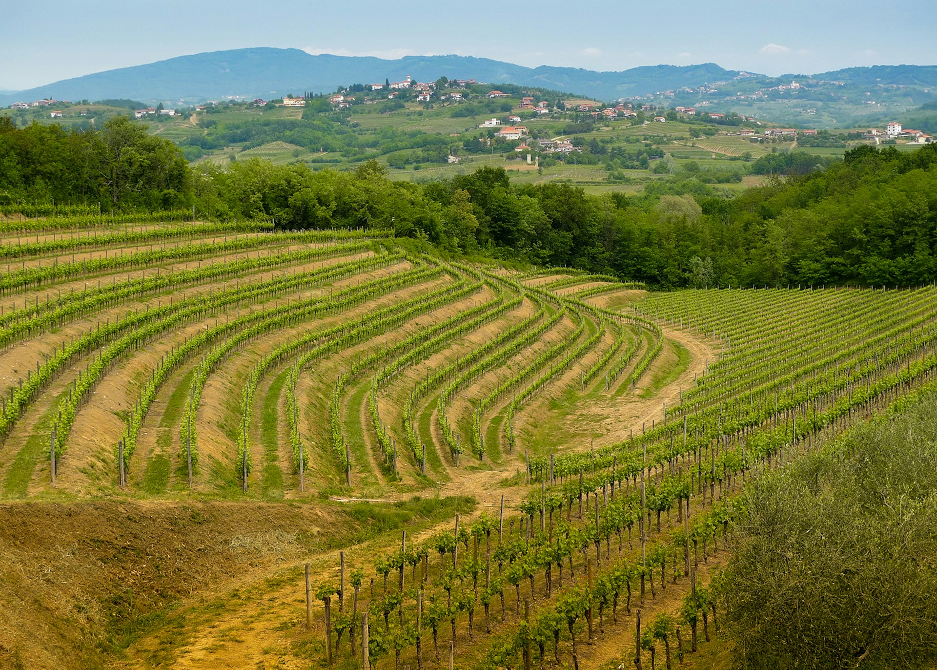Vineyards on the hills in Collio area near Cormons, Friuli © Mario Savoia / Shutterstock