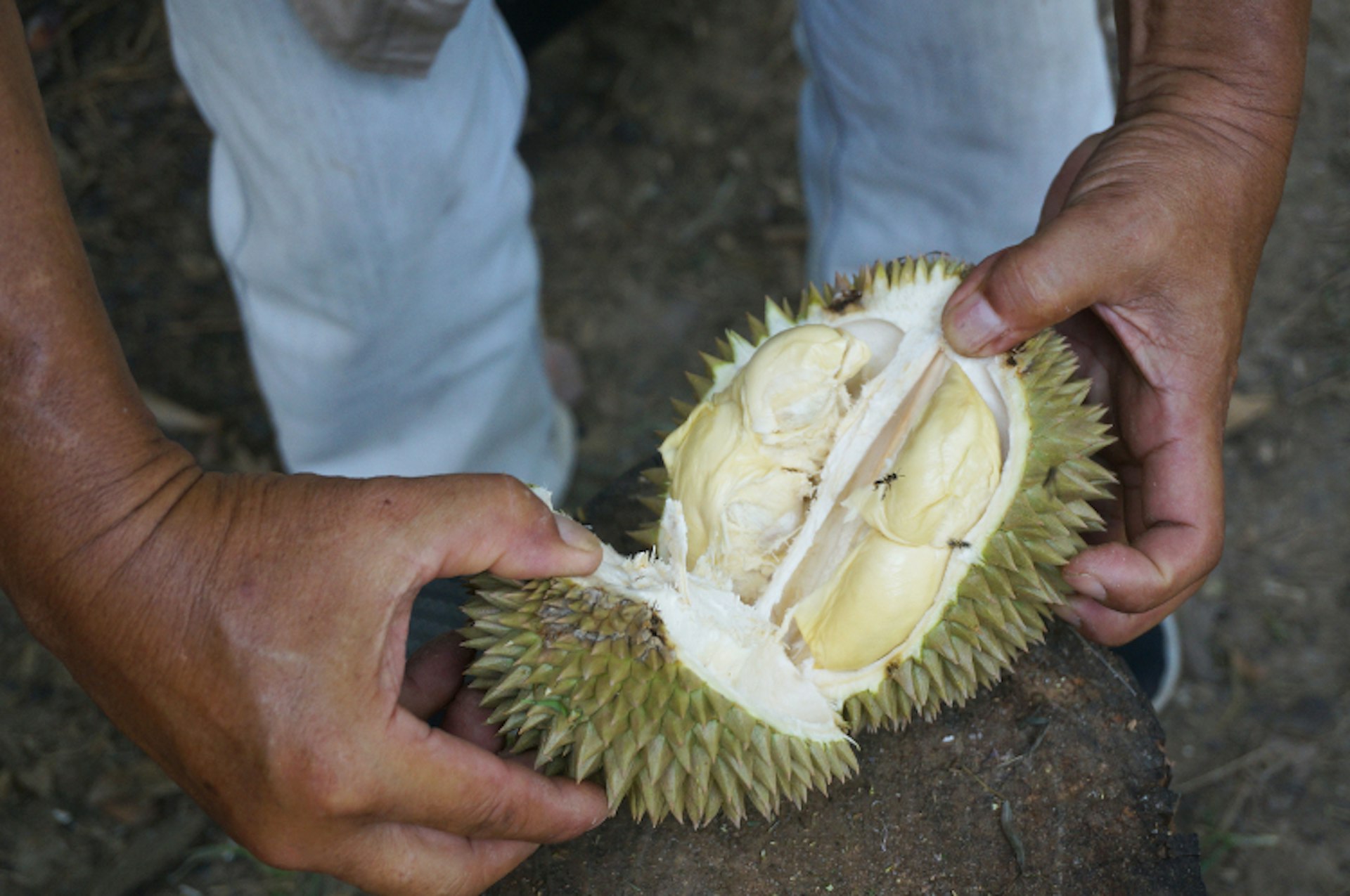 Opened durian