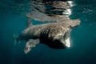 Basking sharks are frequent visitors to Britain’s waters. Image by Cultura RM / George Karbus Photography / Getty