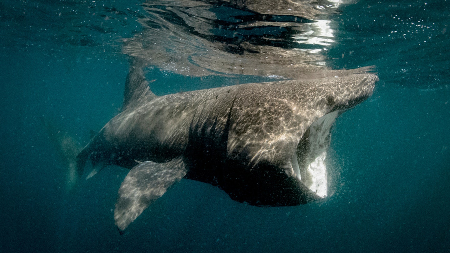 Basking sharks are frequent visitors to Britain’s waters. Image by Cultura RM / George Karbus Photography / Getty