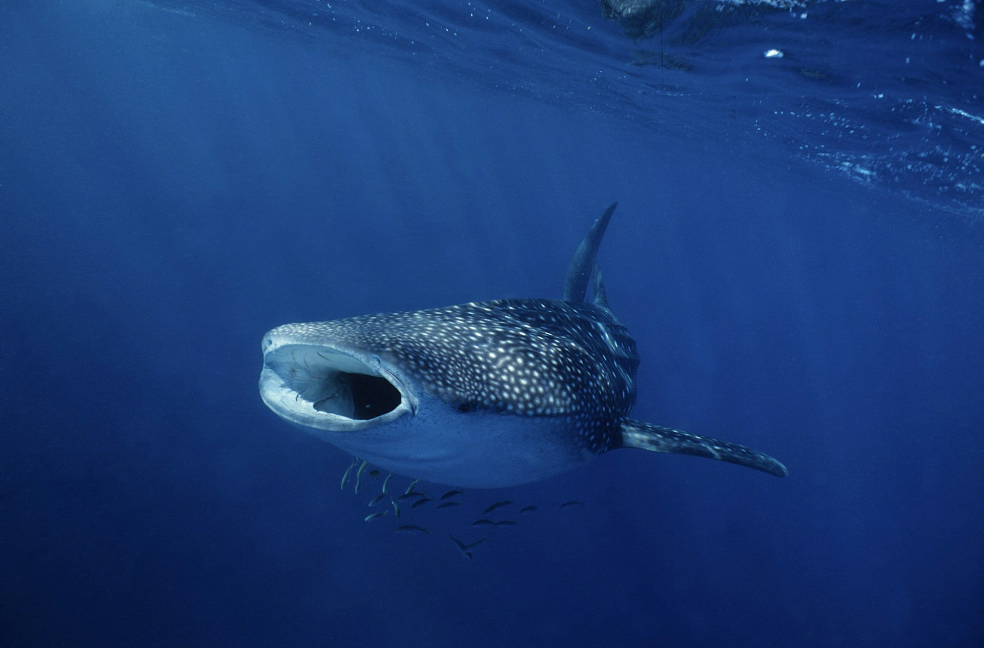 A whale shark, with its mouth wide, swims by Ningaloo Reef, Western Australia © Gerard Soury / Getty Images