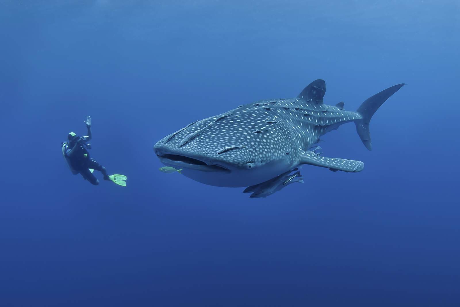 The Best Places To Swim With Whale Sharks Lonely Planet