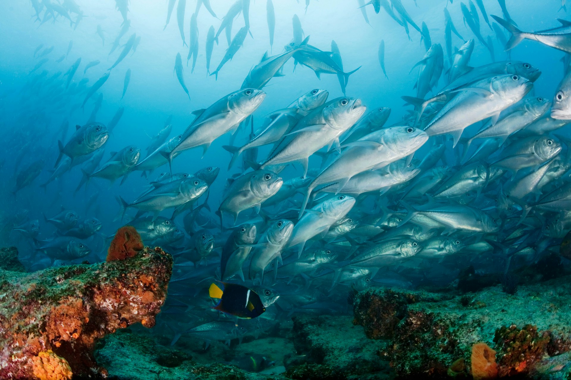 Swim the fishes in the Cabo Pulmo National Park. Image by Kip Evans / Design Pics / Getty Images