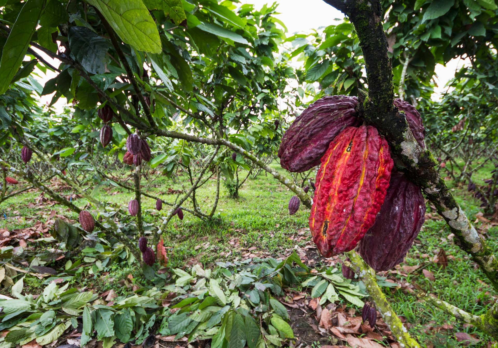 Cocoa pods growing in Guayas, Ecuador (Image by Insights / UIG / Getty Images)