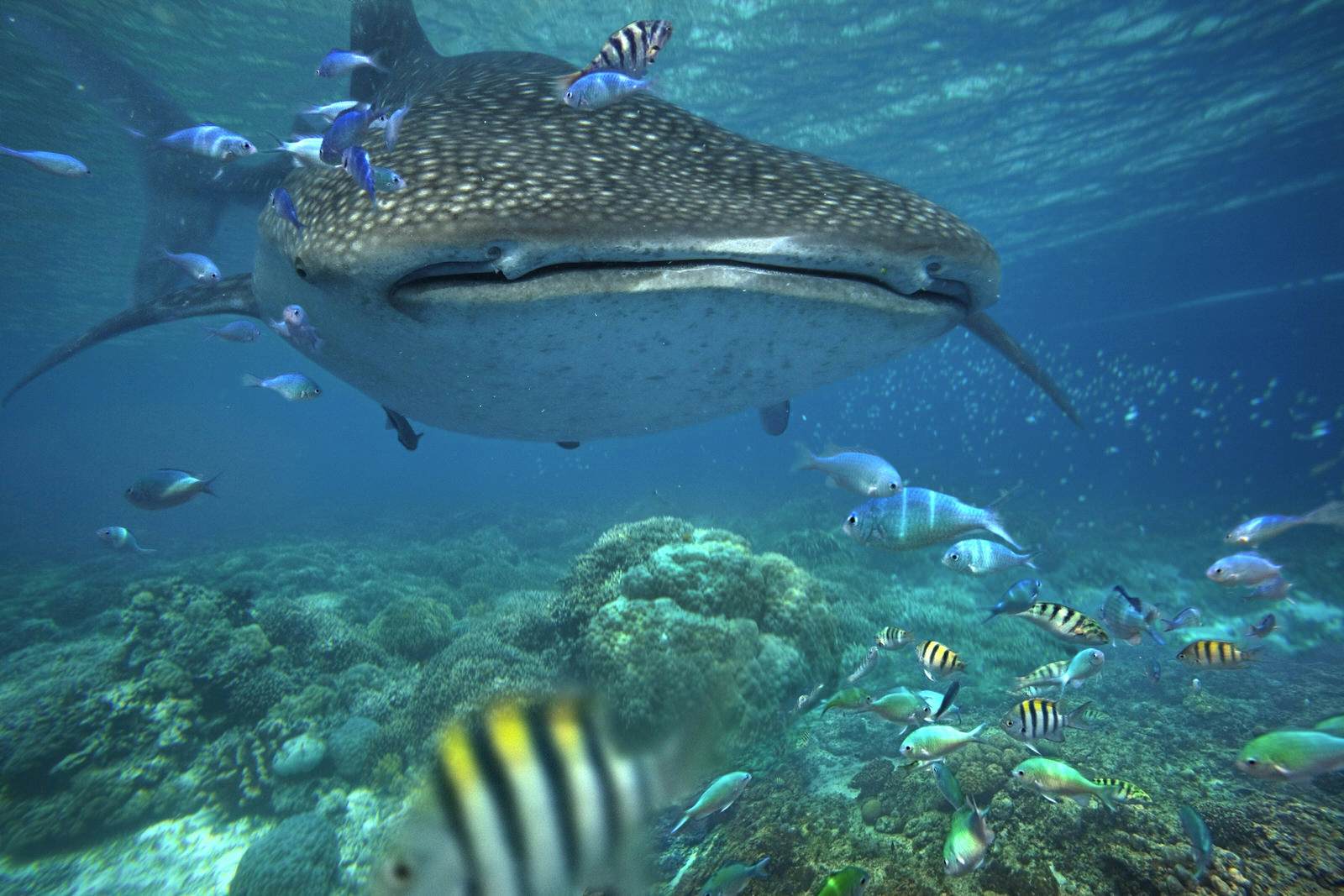 The Best Places To Swim With Whale Sharks Lonely Planet